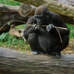 gorilla-eating