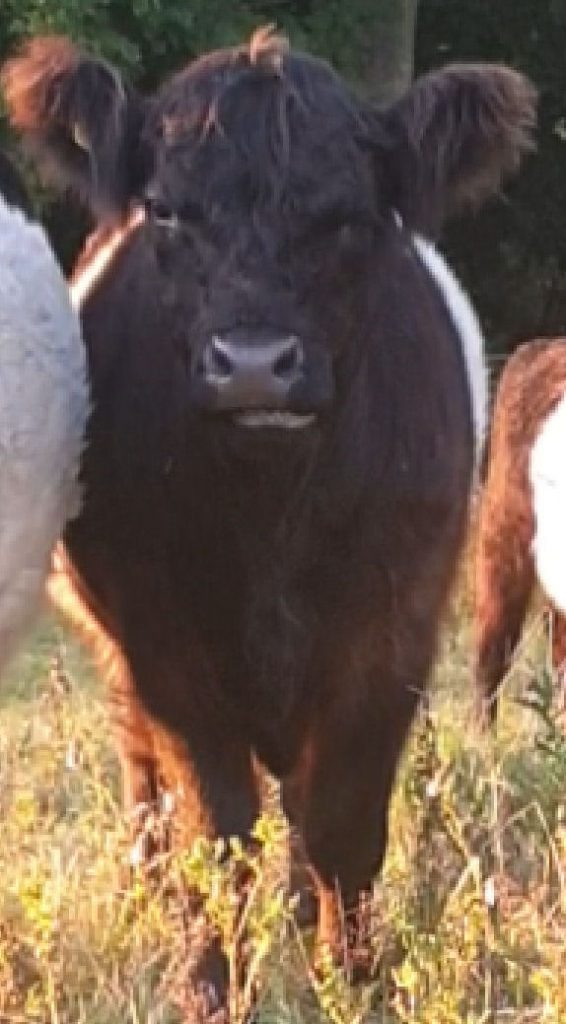photo of belted Galloway bullock chewing the cud