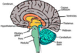 cut out of the brain showing major centers