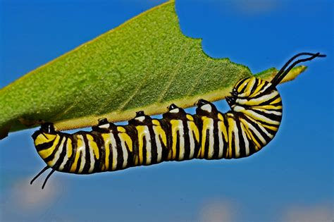 munching caterpillar