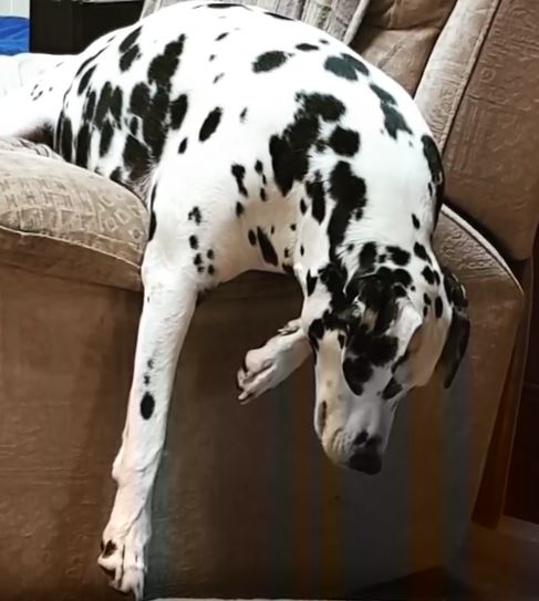 Dalmatian resting/ hanging over the side of an armchair
