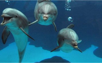 The True Origins of Whales and dolphins