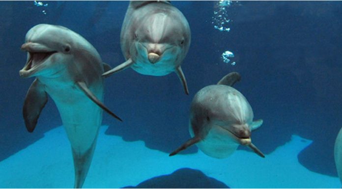 The True Origins of Whales and dolphins