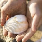 sea-shell