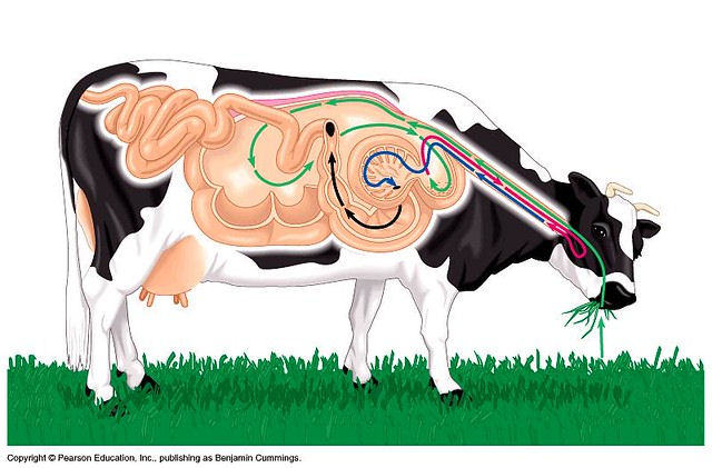 cow digestion