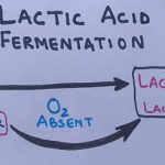 lactic acid fermentation