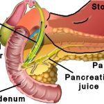 pancreas & gallblader