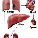 internal organs cycle